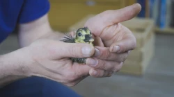 Skutečný příběh muže,  který létal s divokými husami