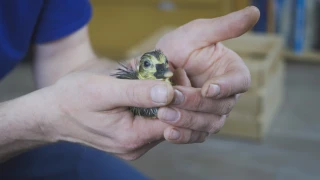 Skutečný příběh muže,  který létal s divokými husami